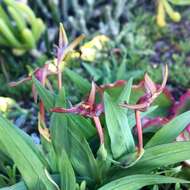 Image of Freesia viridis subsp. viridis