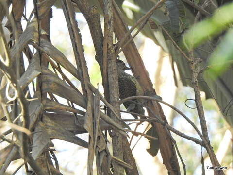 Image of Campethera abingoni constricta Clancey 1965