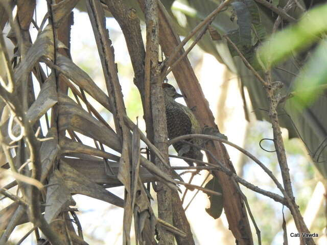 Plancia ëd Campethera abingoni constricta Clancey 1965