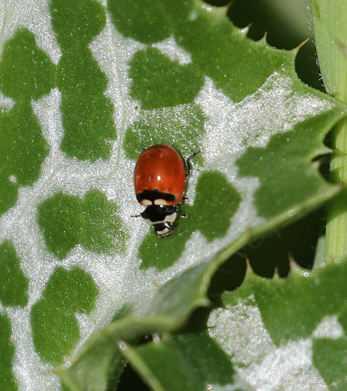 Image of Coccinella trifasciata subversa Le Conte 1854