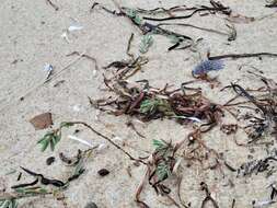 Image of seaside knotweed