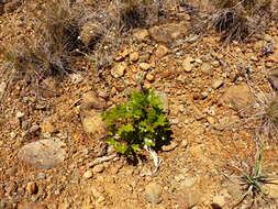 Image of Oregon white oak