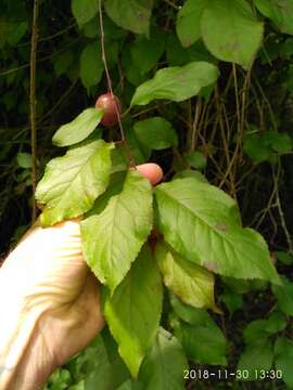 Image of European plum