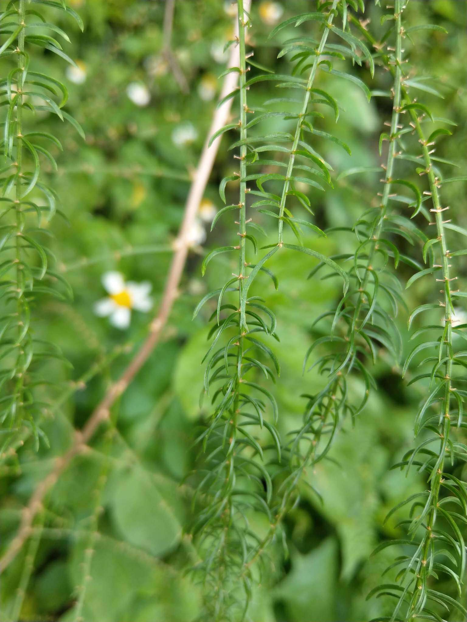 Image of Asparagus cochinchinensis (Lour.) Merr.