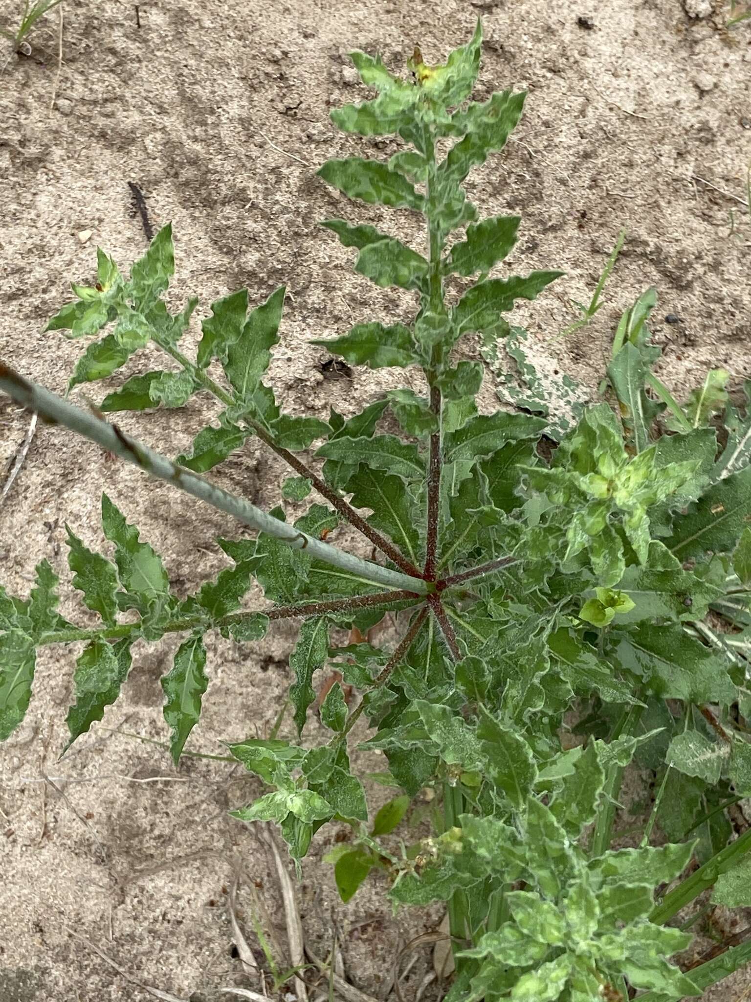 Sivun Oenothera sinuosa W. L. Wagner & Hoch kuva