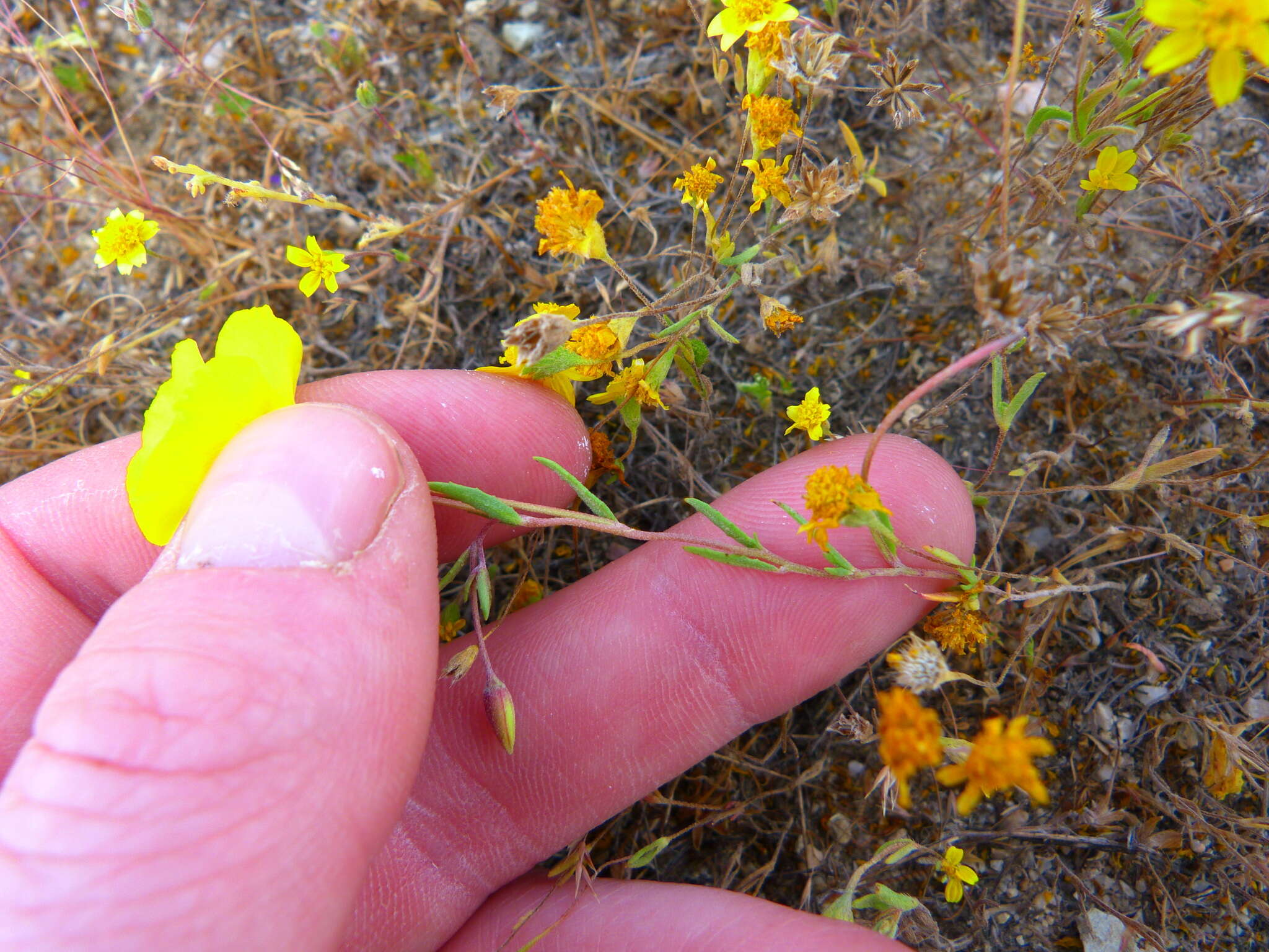 Imagem de Camissonia campestris subsp. campestris