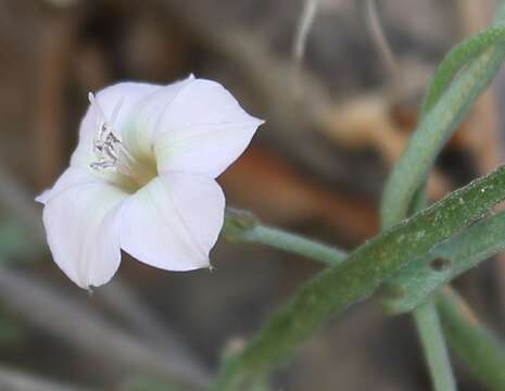 Image de Convolvulus sagittatus Thunb.