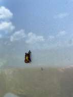 Image of Nanina Oak-Slug Moth