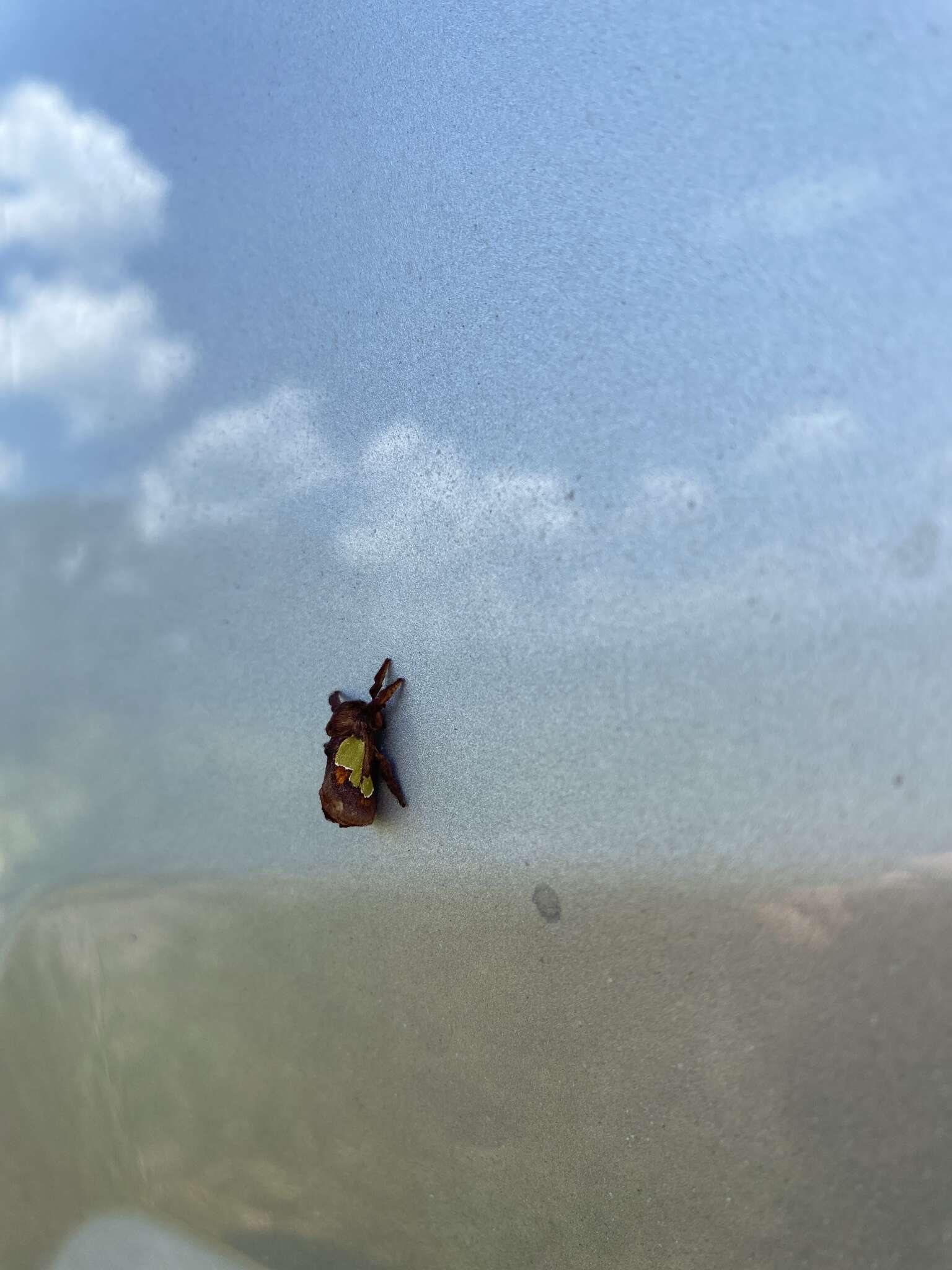 Image of Nanina Oak-Slug Moth