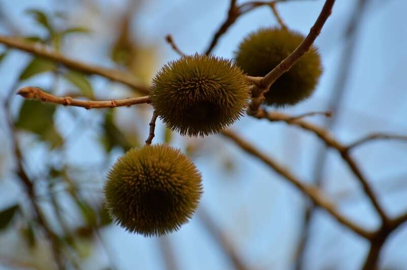 Apeiba tibourbou Aubl.的圖片