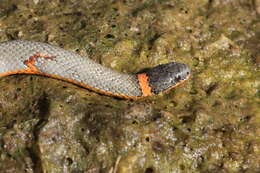 صورة Diadophis punctatus regalis Baird & Girard 1853