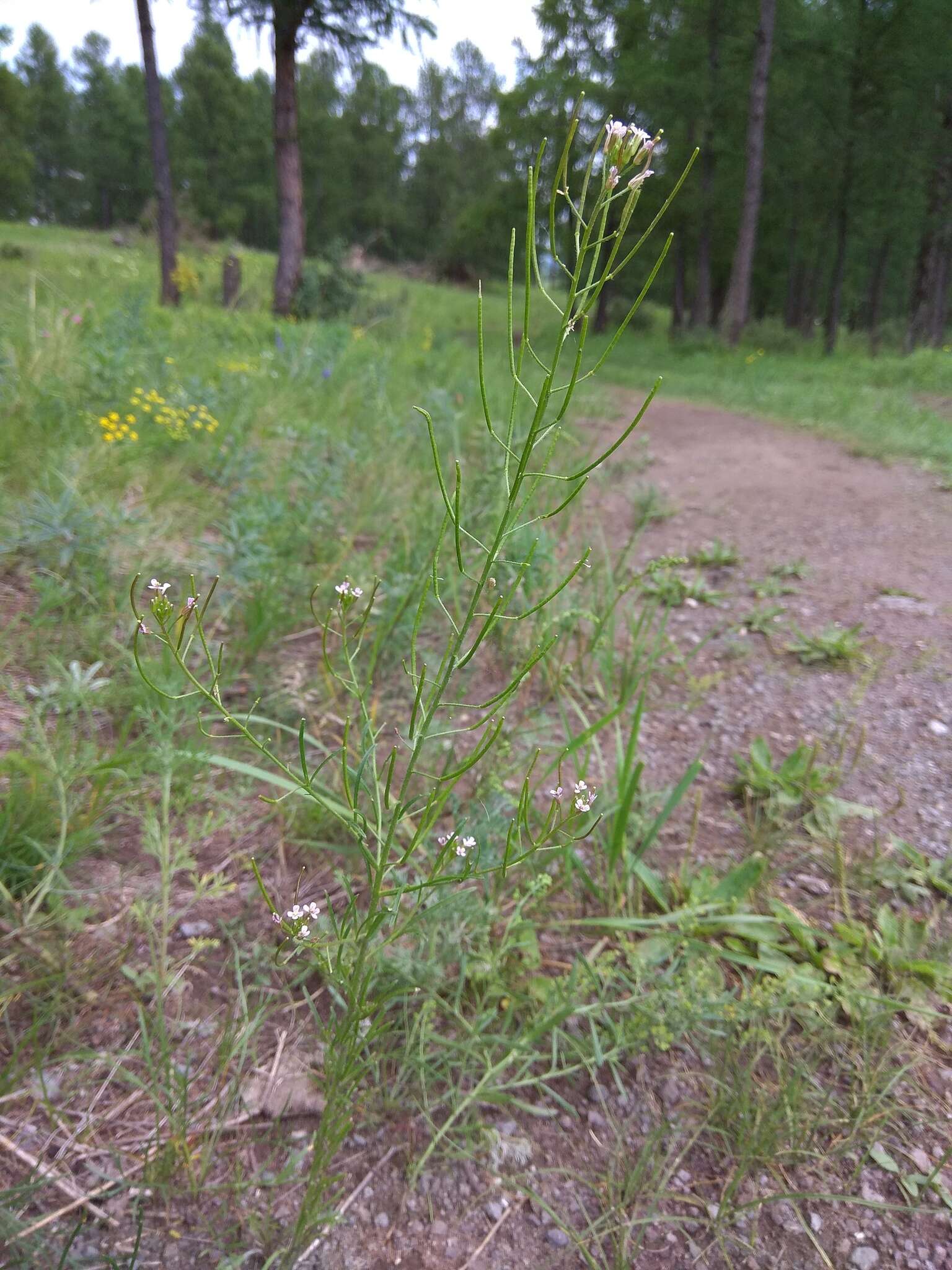 Imagem de Dontostemon micranthus C. A. Mey.