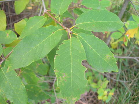 Imagem de Quercus polymorpha Schltdl. & Cham.