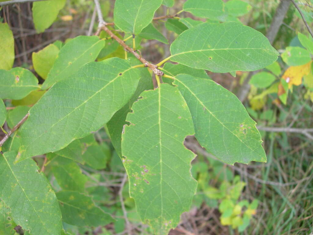 Image of netleaf white oak