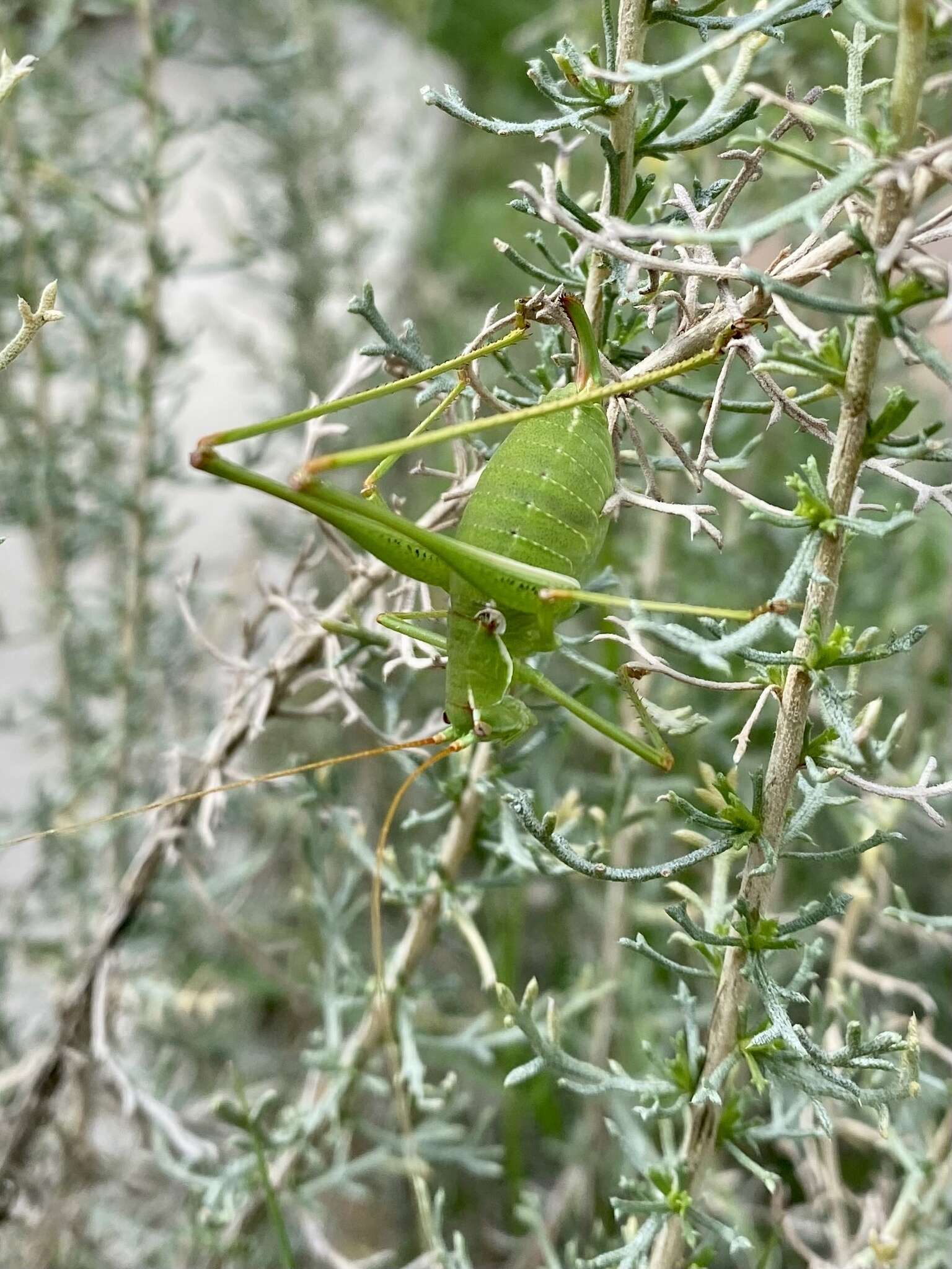 Image of Common Short-winged Katydid