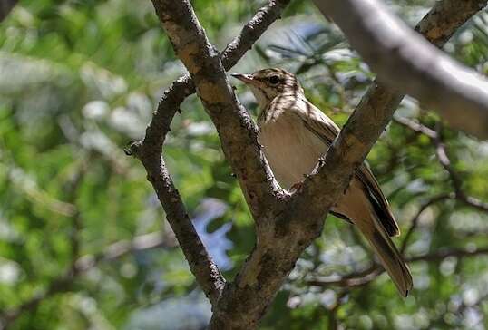 Image of Wood Pipit