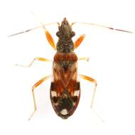 Image of Ligyrocoris barberi Sweet & M. H. 1986