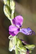 Polygala uncinata E. Mey. ex Meisn.的圖片