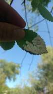 Image of Elm leafminer