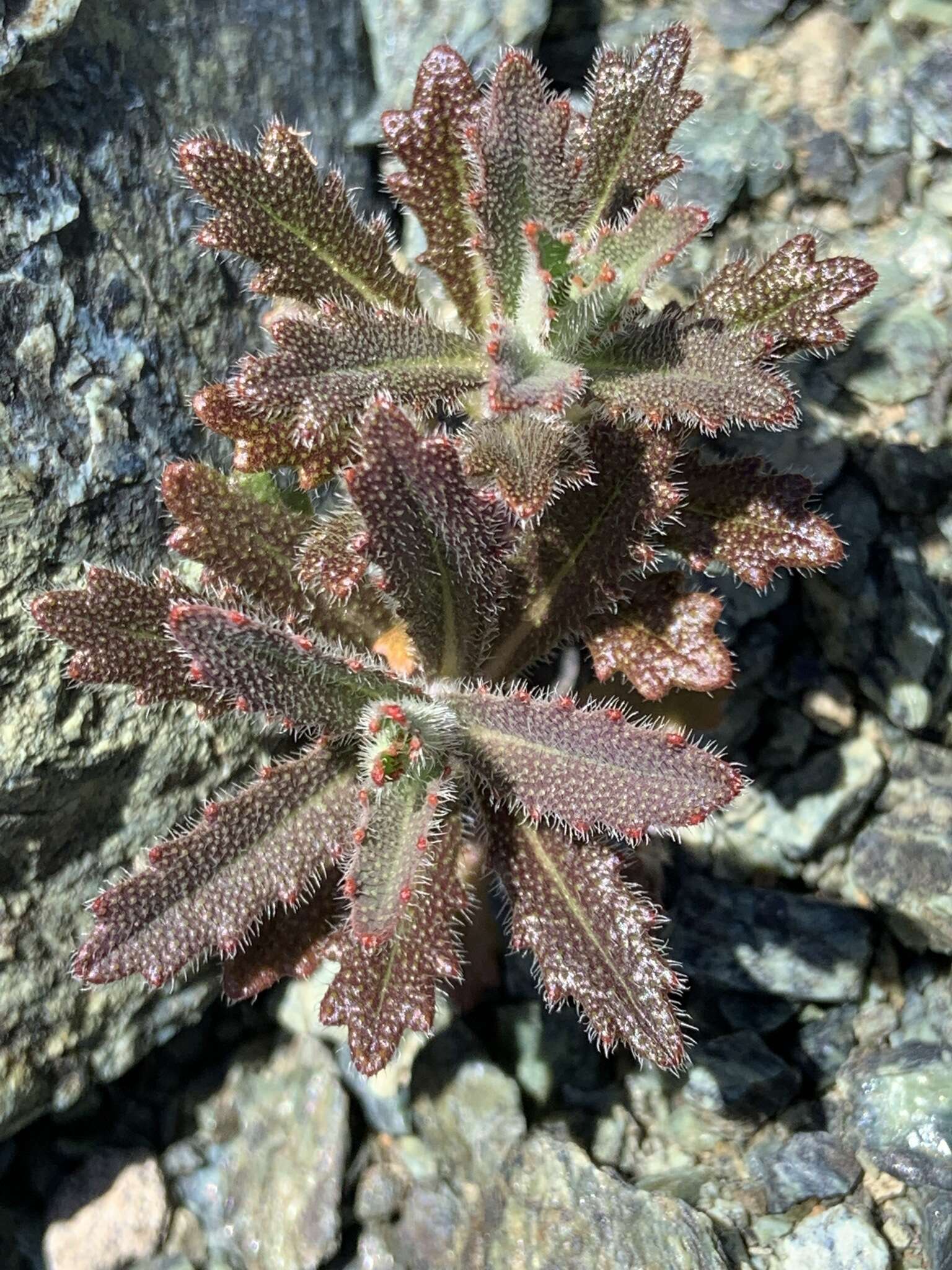 Слика од Streptanthus glandulosus subsp. pulchellus (Greene) Kruckeb.