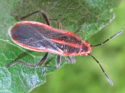 صورة Arocatus pseudosericans Gao, Kondorosy & Bu 2013