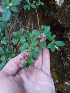 Image of North Umpqua kalmiopsis