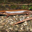 Image of Grey-bellied Sunskink