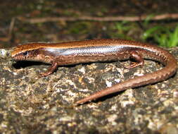 Image of Grey-bellied Sunskink