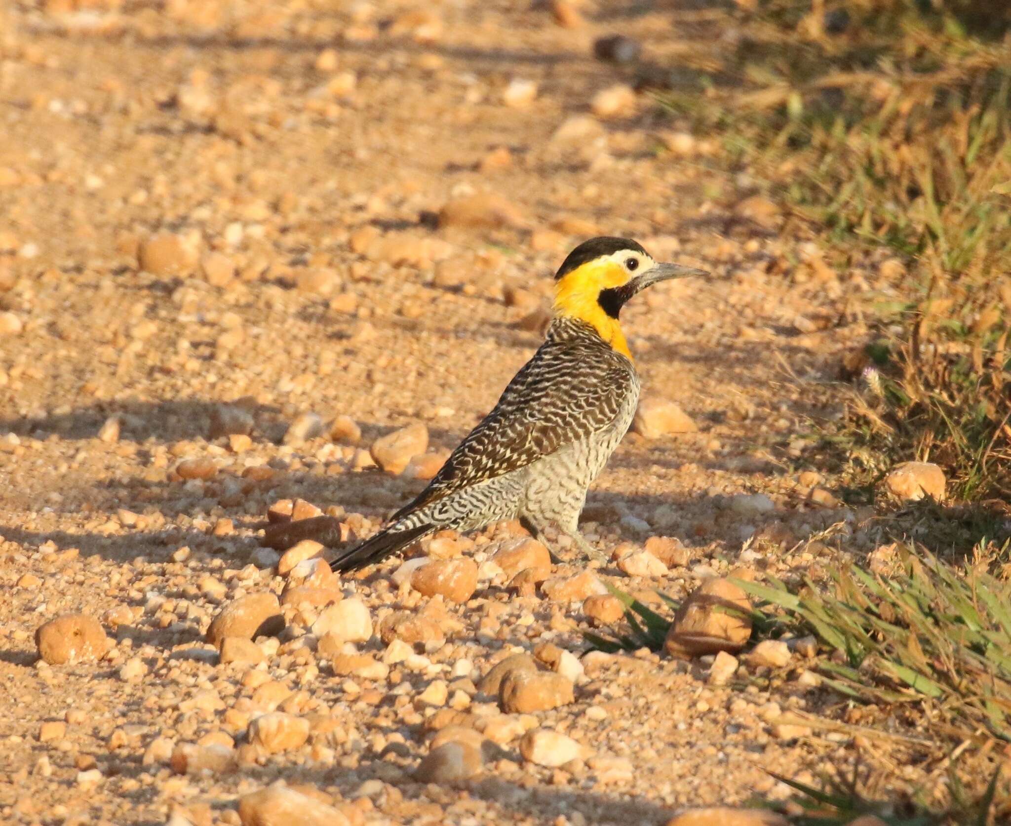 Imagem de Colaptes campestris campestris (Vieillot 1818)