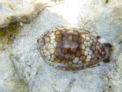 Image of harlequin cowrie