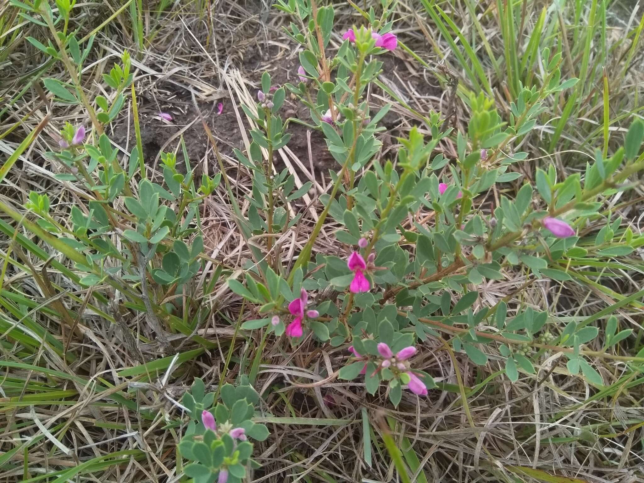 Image of Indigofera denudata Thunb.