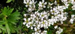 Imagem de Gypsophila uralensis Less.