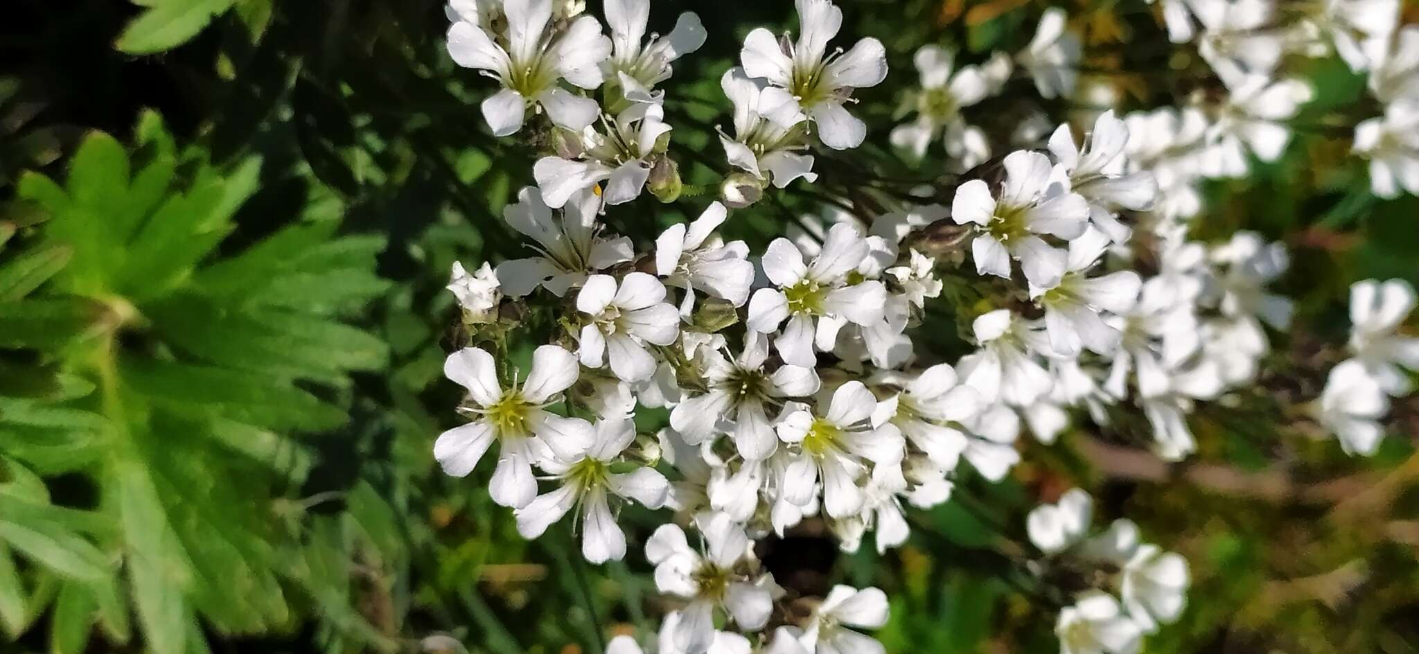 Plancia ëd Gypsophila uralensis Less.