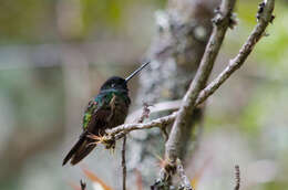 Image of Golden-bellied Starfrontlet