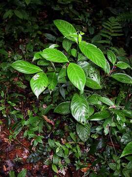 Image of Palicourea dichotoma