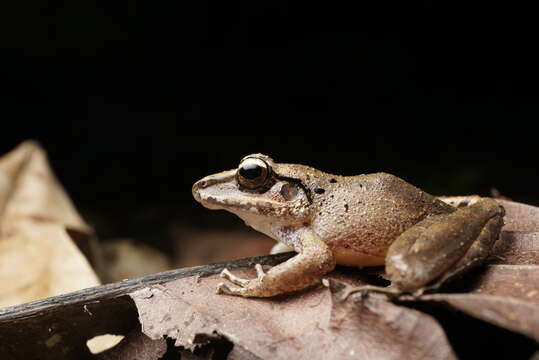 Sivun Craugastor raniformis (Boulenger 1896) kuva