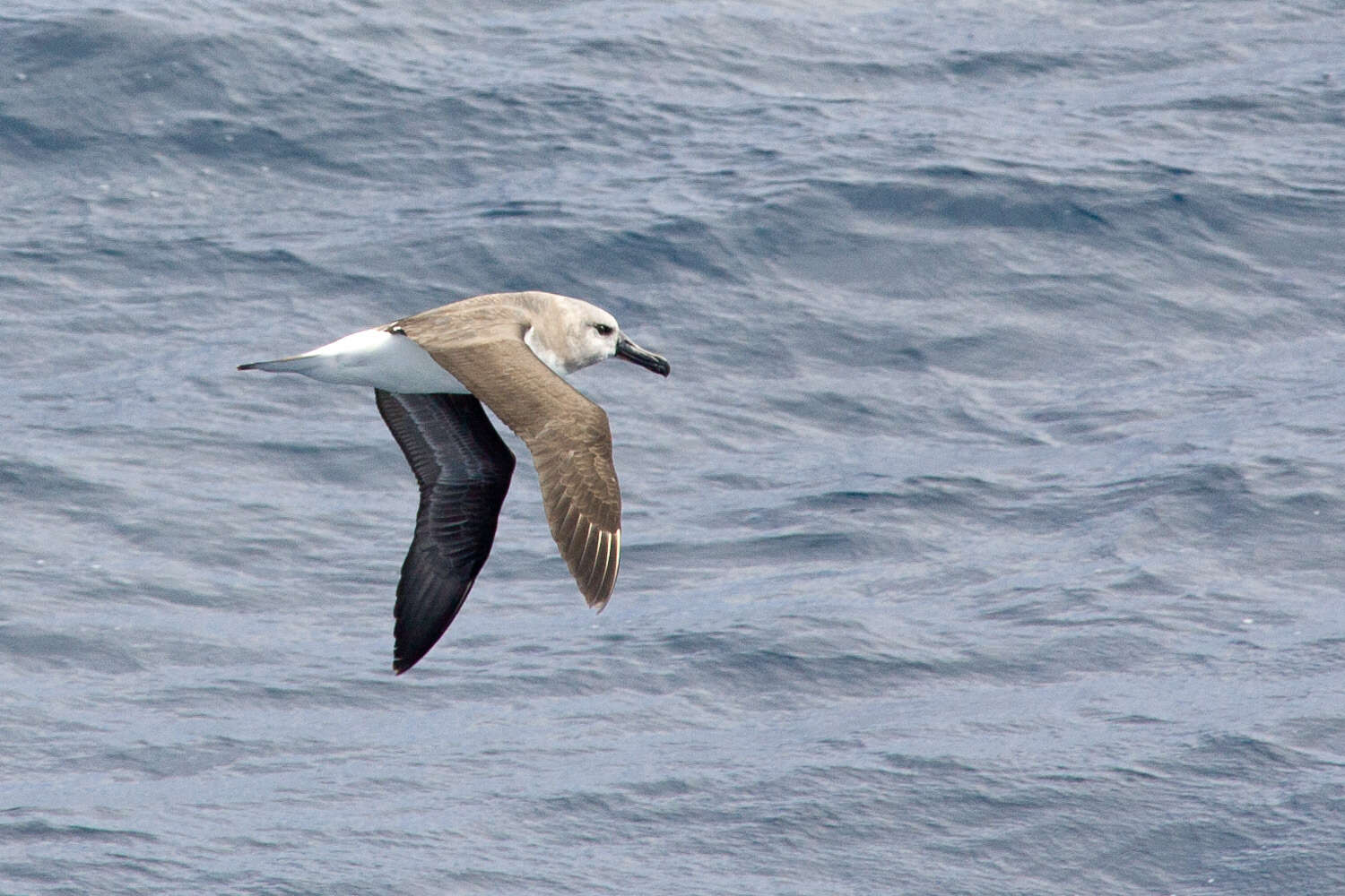 Image of Grey-headed Albatross