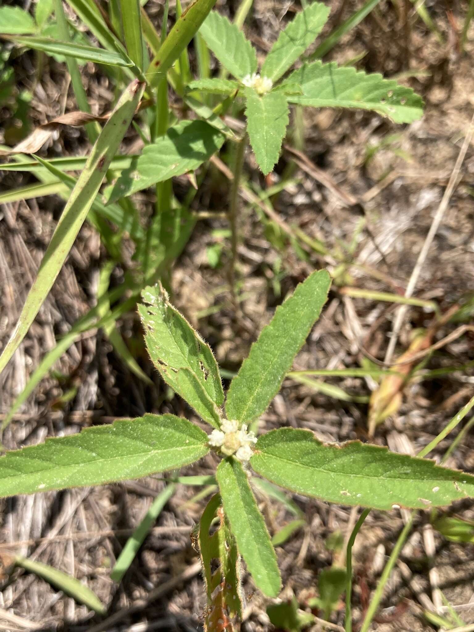 Plancia ëd Croton glandulosus var. septentrionalis Müll. Arg.