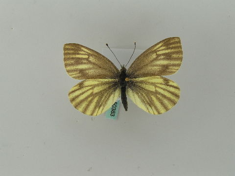 Image of <i>Pieris bryoniae</i> (Hübner (1806))