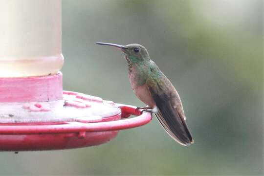 Image of Chestnut-bellied Hummingbird