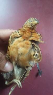 Image of Red-backed Button-quail