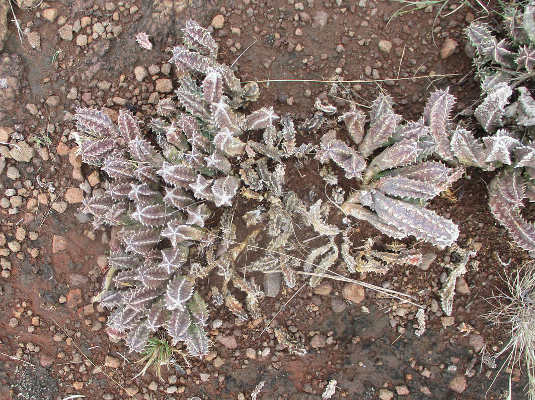 Image de Ceropegia zebrina (N. E. Br.) Bruyns