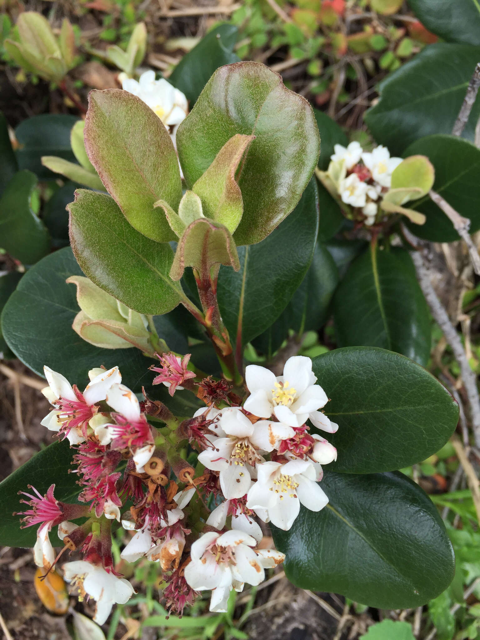 Image of hawthorn