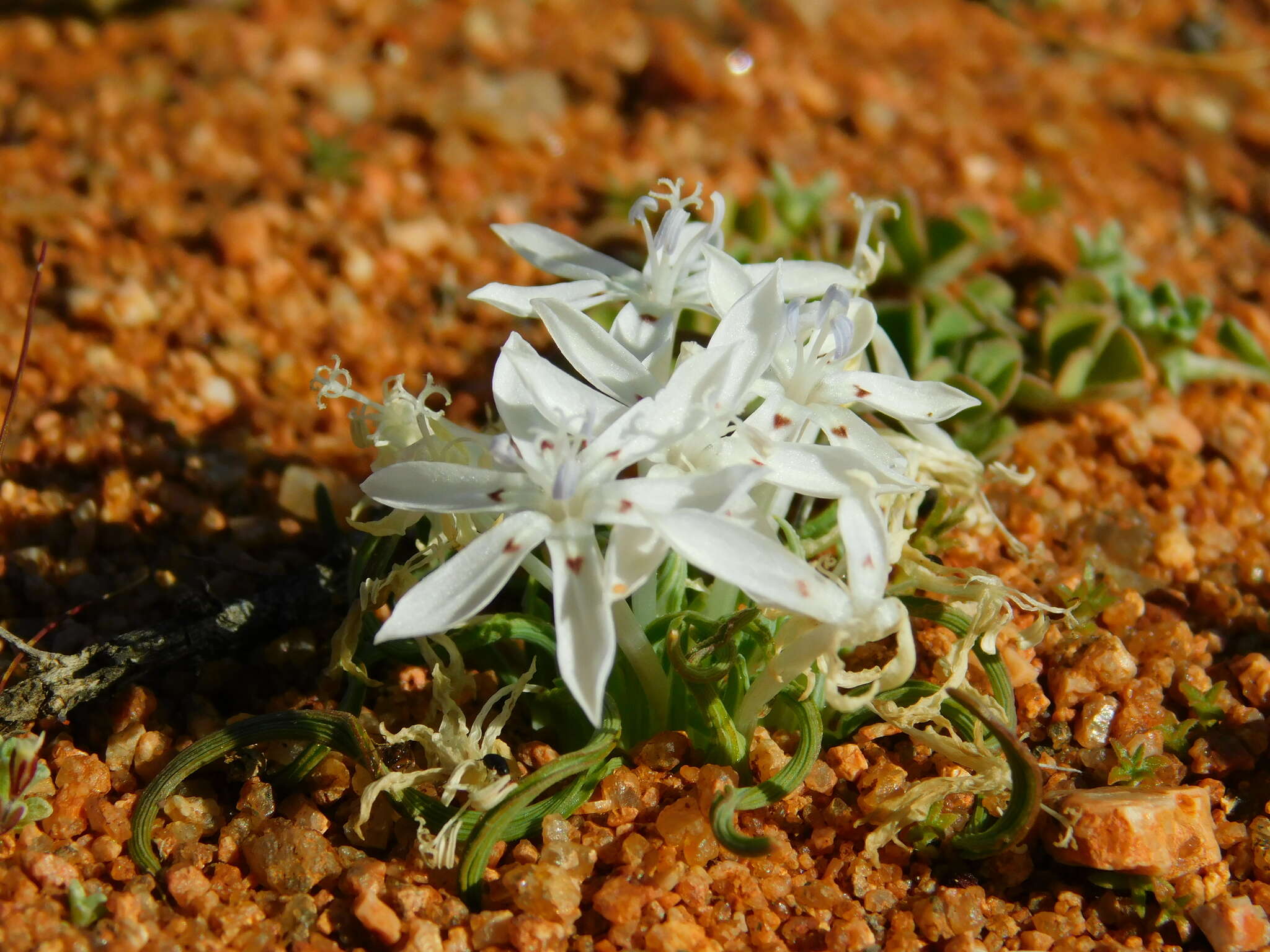 Image of Lapeirousia plicata (Jacq.) Diels