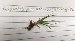 Image of purple sandgrass