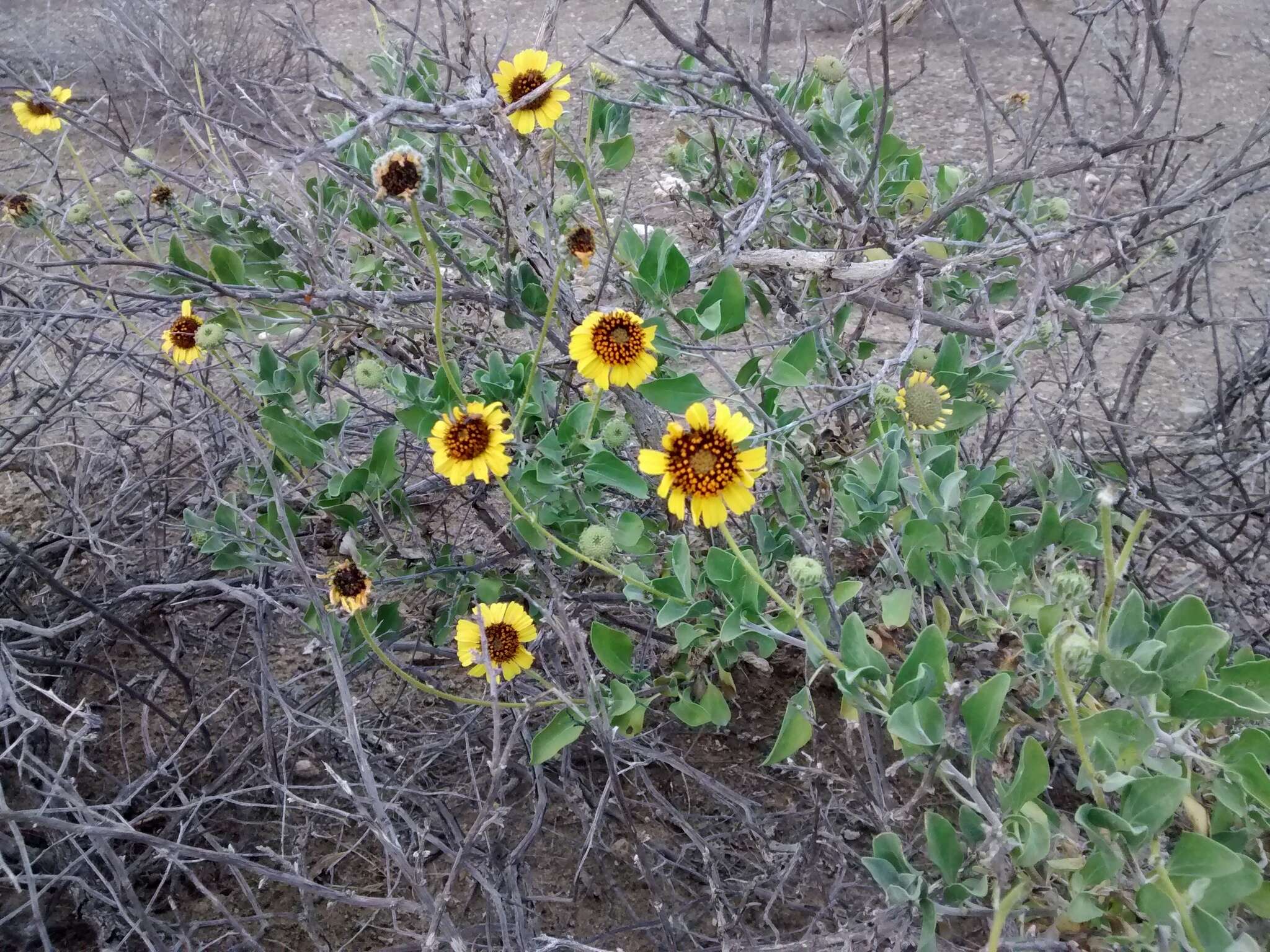 Sivun Encelia palmeri Vasey & N. E. Rose kuva