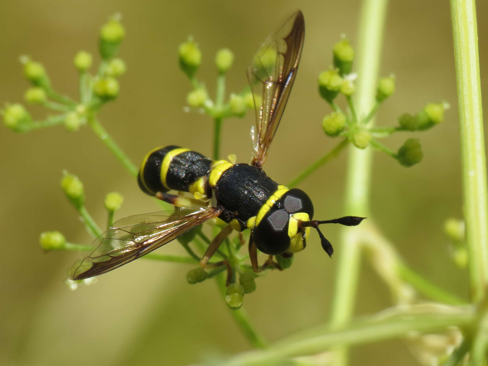 Image of Ceriana vespiformis (Latreille 1809)