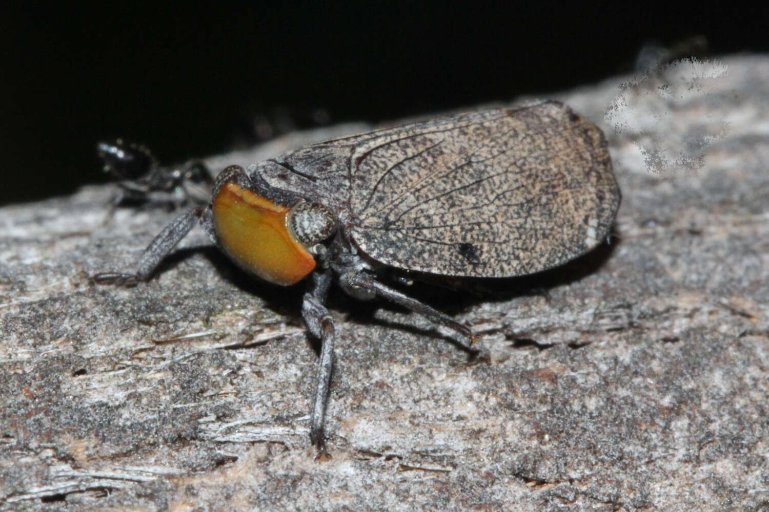 Image of Hackerobrachys