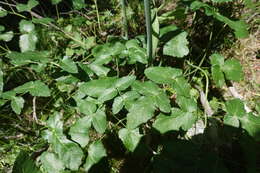 Image of Laserpitium latifolium subsp. latifolium