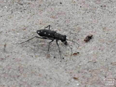 Image of Cicindela (Cicindelidia) ocellata rectilatera Chaudoir 1843